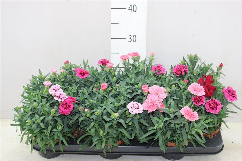 Dianthus caryophyllus mix