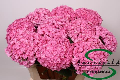 Hydrangea beautensia luxor