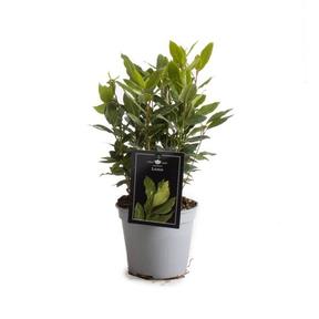 Laurus nobilis