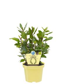 Laurus nobilis