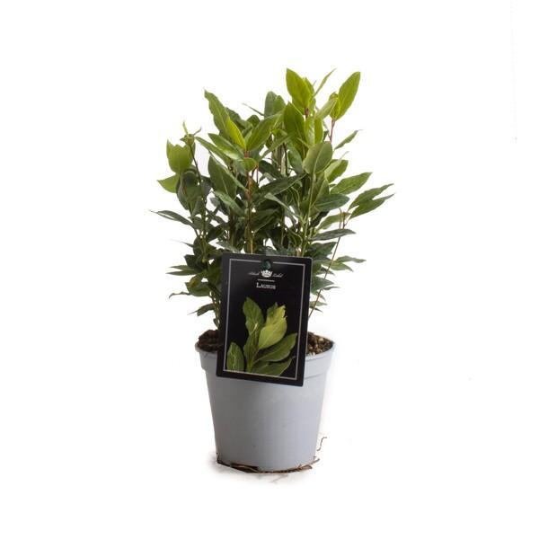 Laurus nobilis