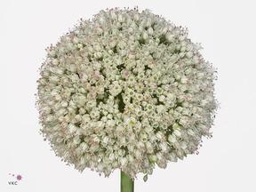 Allium ampeloprasum