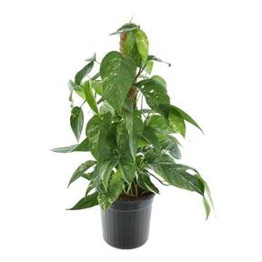 Beaucarnea