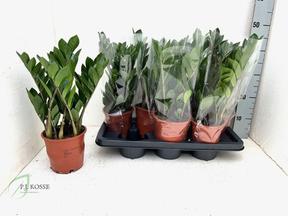 Zamioculcas 5+
