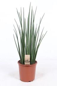 Sansevieria bacularis