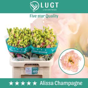 Eustoma du alissa champagne