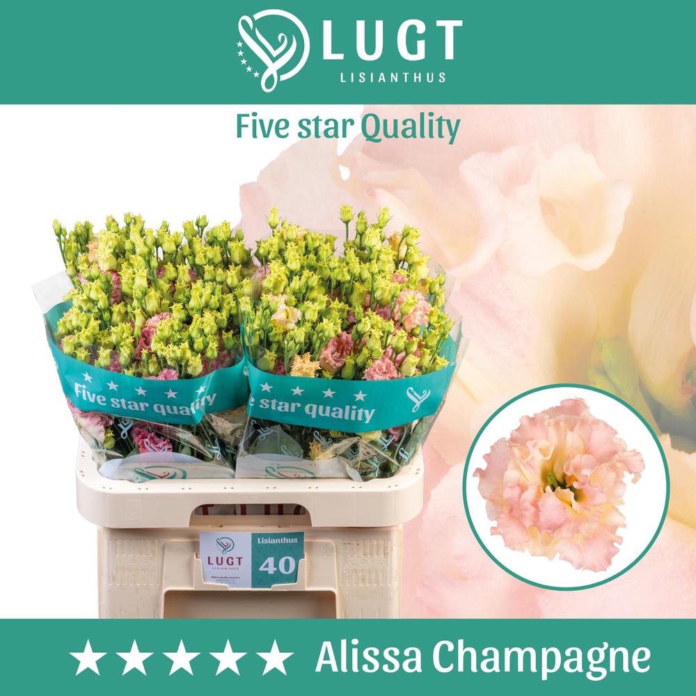 Eustoma du alissa champagne