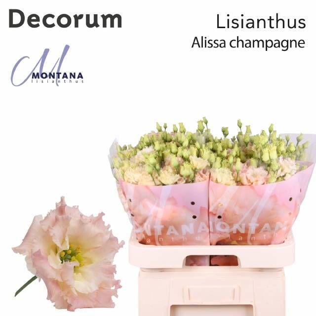 Eustoma du alissa champagne
