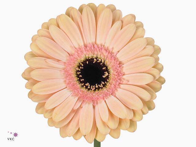 Gerbera diamond alliance