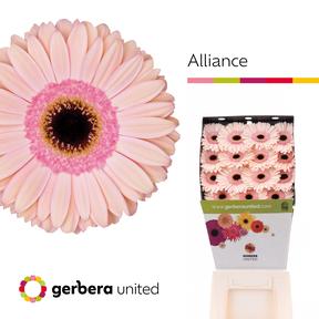 Gerbera diamond alliance