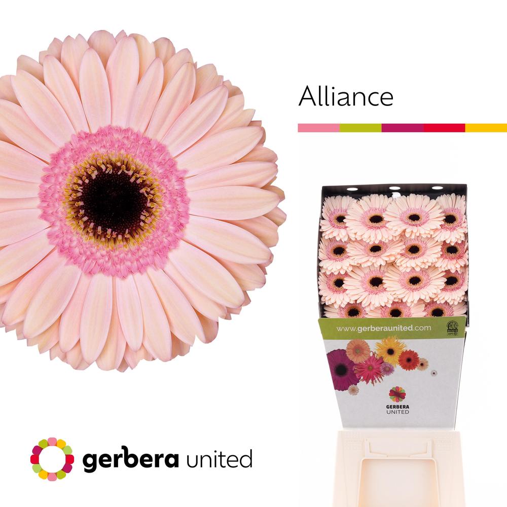 Gerbera diamond alliance