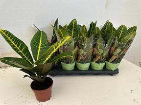 Codiaeum Petra