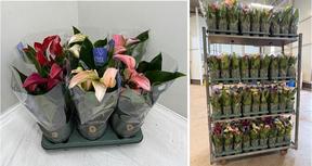 Anthurium special mix