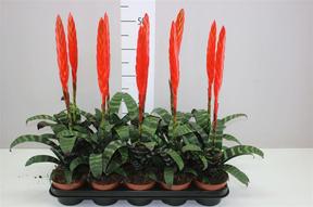 Vriesea Era