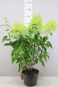 Hydrangea paniculata 6+