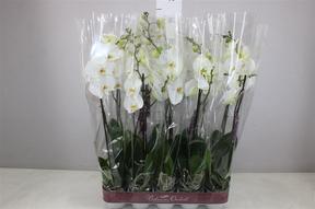 Phalaenopsis white 1tak