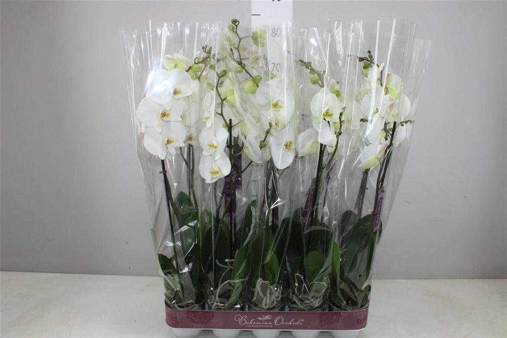 Phalaenopsis white 1tak