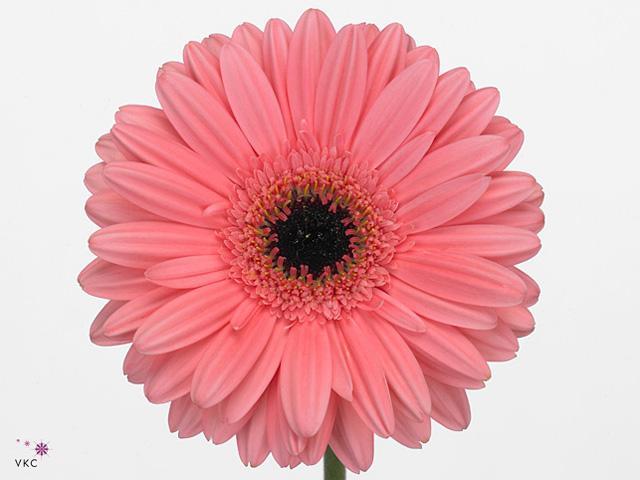 Gerbera diamond pre-intenzz