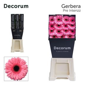 Gerbera diamond pre-intenzz