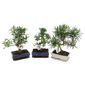 Bonsai mix
