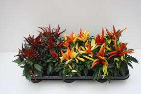 Capsicum Joker