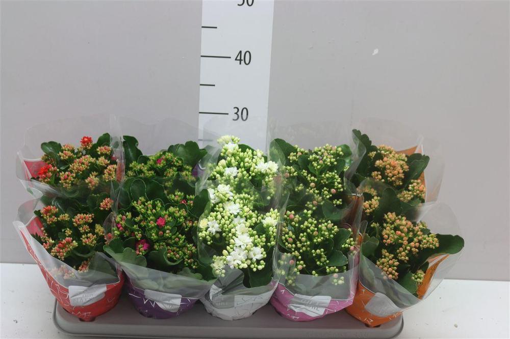 Kalanchoe Perfecta mix