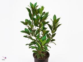 Laurus nobilis keř