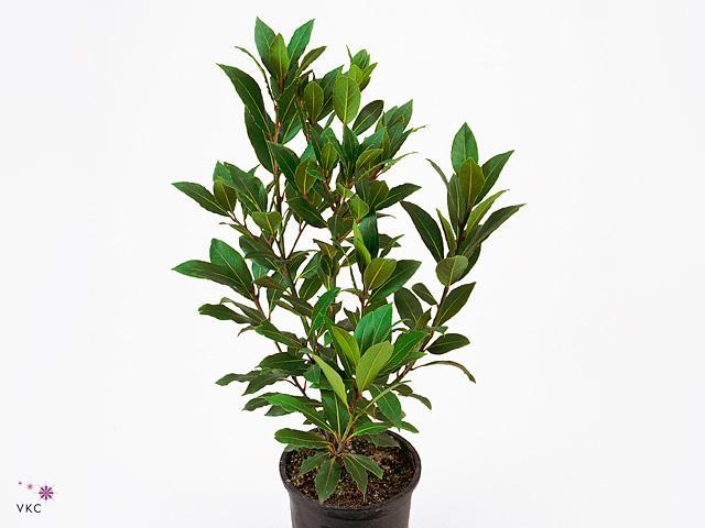 Laurus nobilis keř