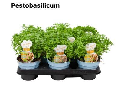 Ocimum basilicum