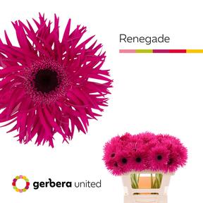 Gerbera diamond spider renegade