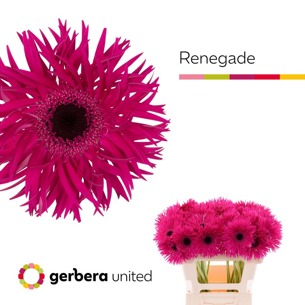 Gerbera diamond spider renegade