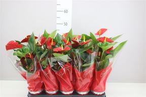 Anthurium Success Red