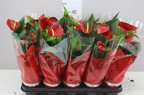 Anthurium Success Red