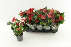 Anthurium Success Red