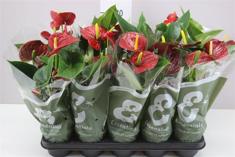 Anthurium Success Red
