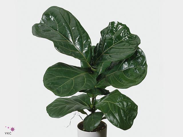 Ficus lyrata