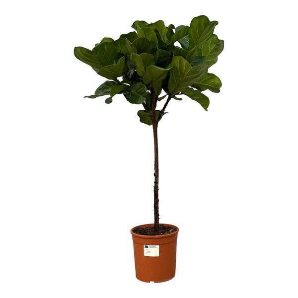 Ficus lyrata