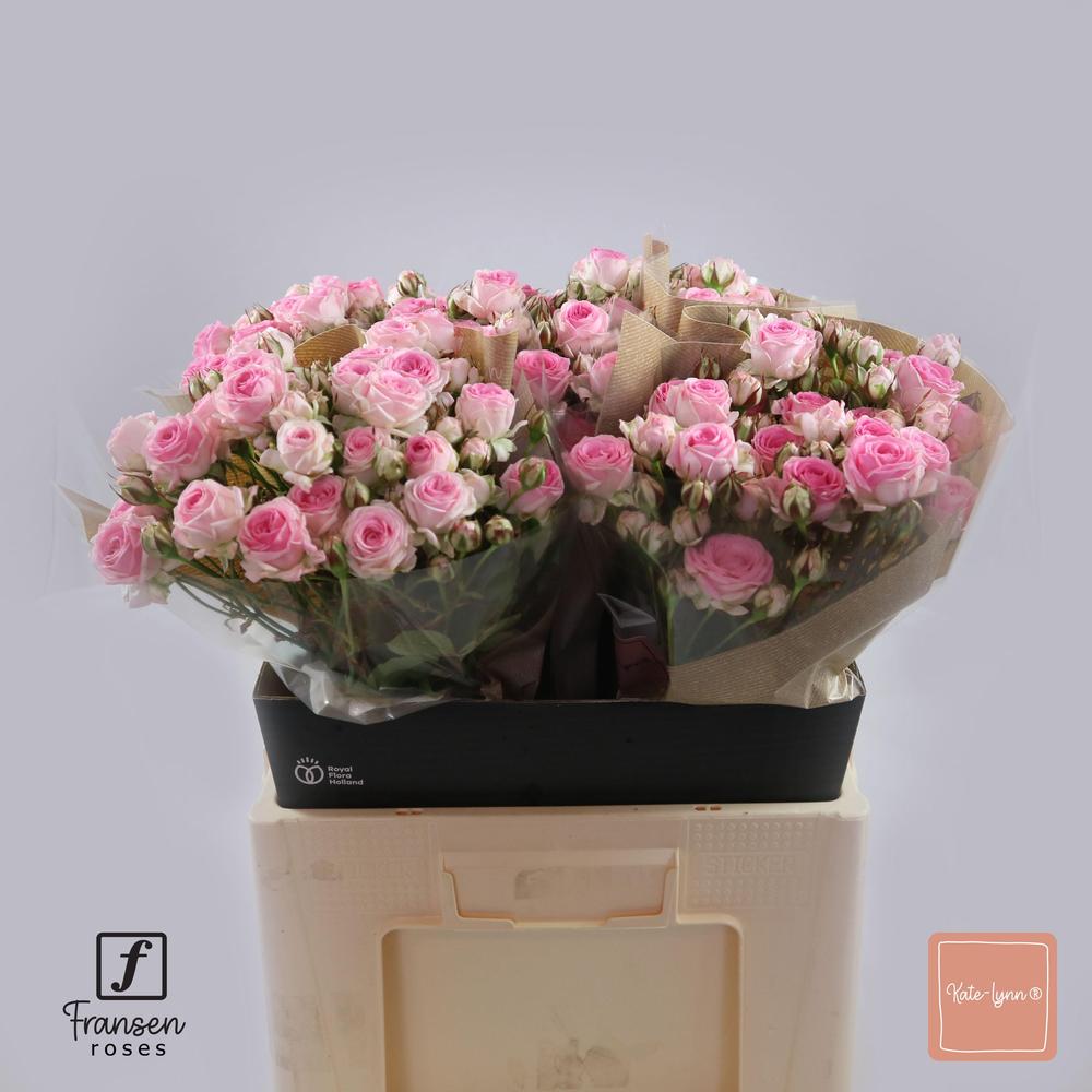 Rosa tr kate-lynn
