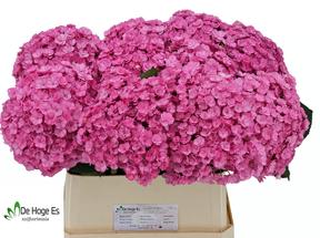 Hydrangea beautensia luxor