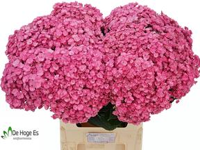 Hydrangea beautensia luxor