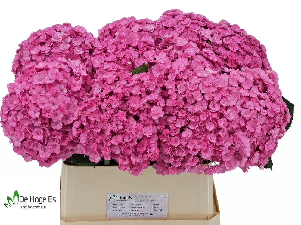 Hydrangea beautensia luxor