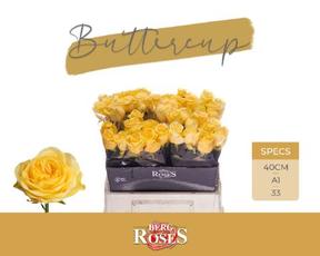 Rosa gr buttercup