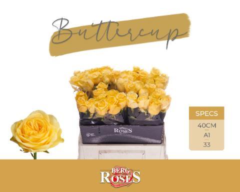 Rosa gr buttercup