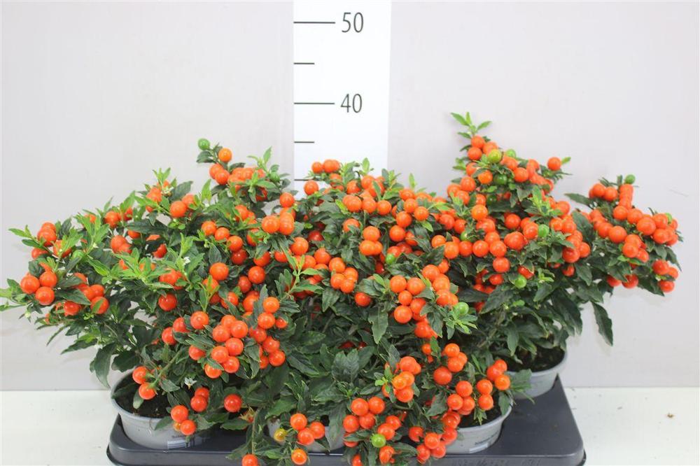Solanum pseudocapsicum Megaball
