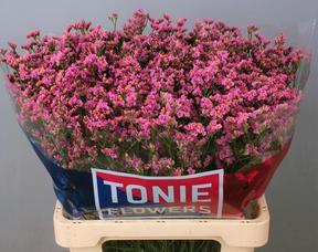 Limonium princess diamond