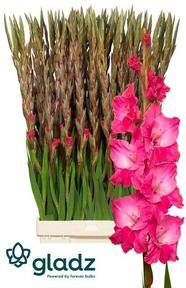 Gladiool gr fairytale pink