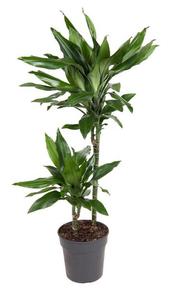 Dracaena fra. Janet Lind 2PP