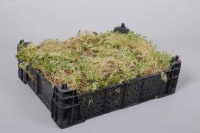 Zeleň - mech sphagnum box