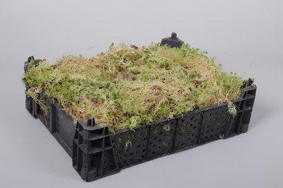 Zeleň - mech sphagnum box