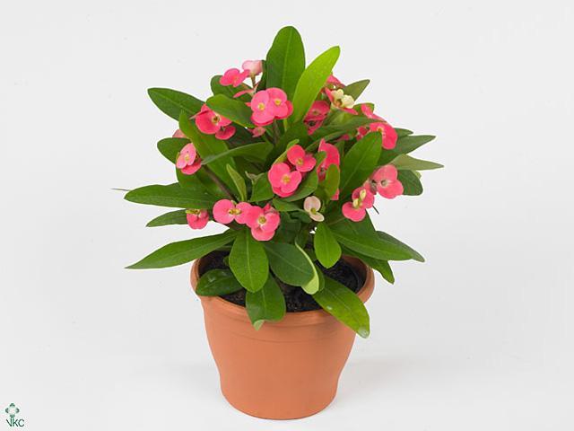 Euphorbia milii red